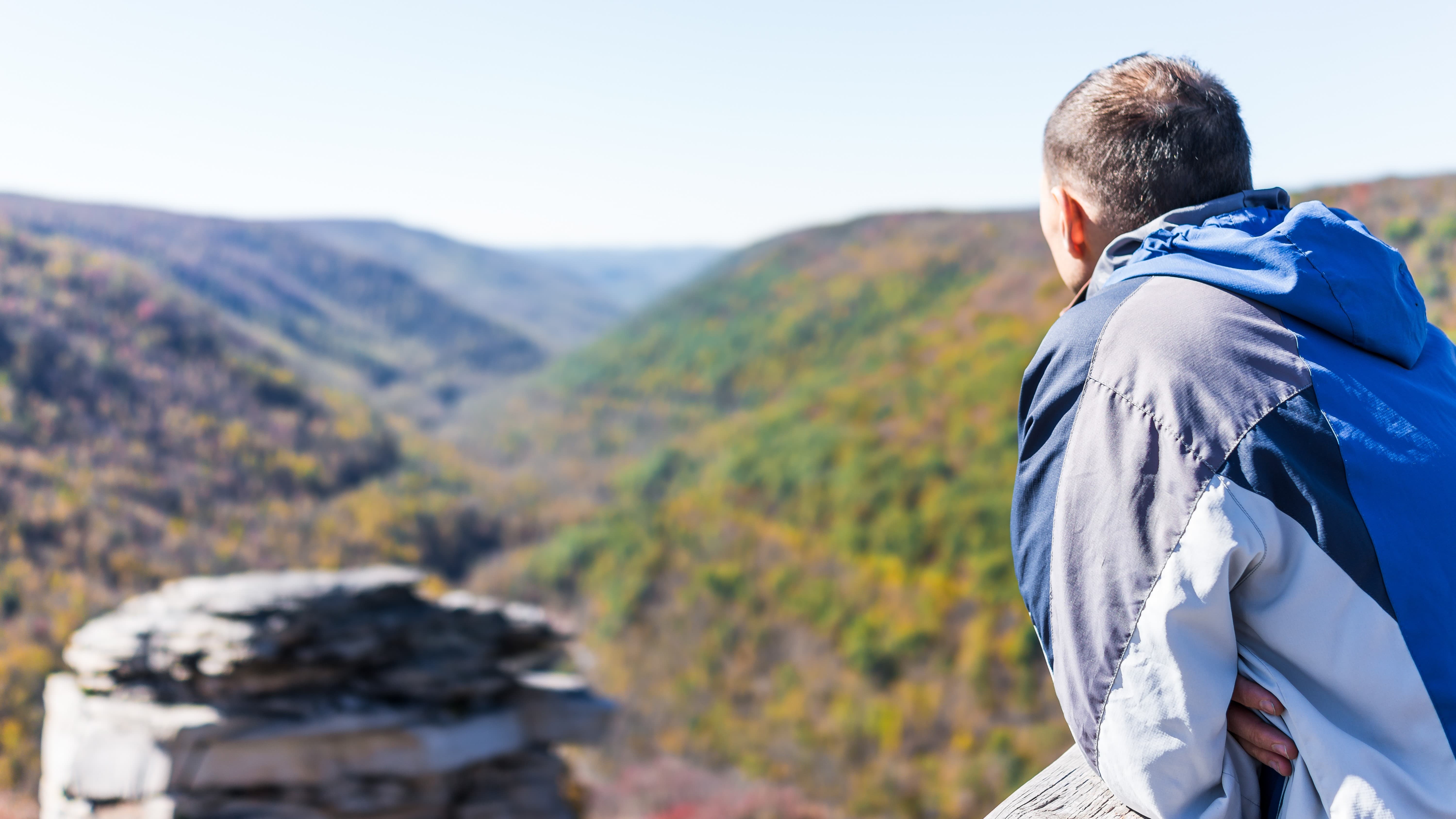 جنگل پر نظر ڈالنا